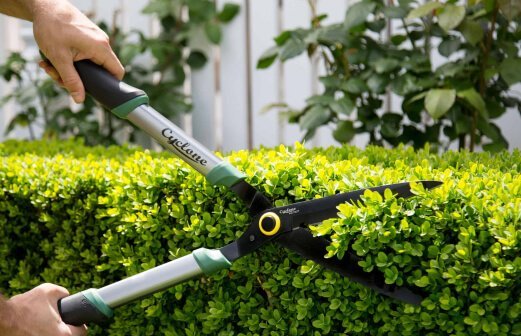 Hecke pflanzen, schneiden und formen